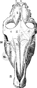 从复古插图上方看到的马头骨图片