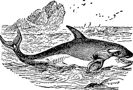 逆戟鲸复古插画图片
