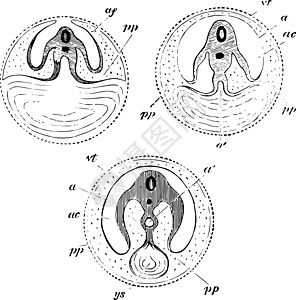 开发Yolk Sac历史插图背景图片