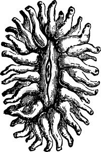 复古插画艺术息肉插图白色雕刻绘画黑色图片