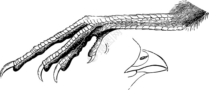Quail Foot和Bill的古董插图图片