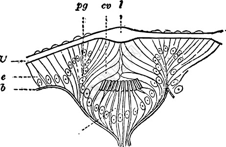 Gasteropod 古董插图之眼图片