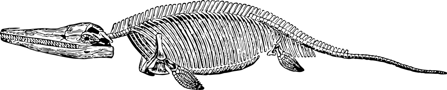 始祖鸟骨架复古插画图片