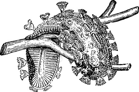 复古插画艺术家庭雕刻小鸡科白色黑色绘画插图图片