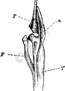 格雷贝古典画的Leg Bones图片