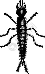 复古插图的幼虫昆虫白色雕刻攻击艺术绘画黑色图片