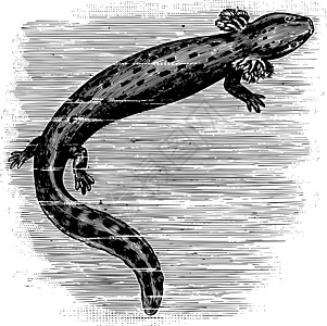 常见的 Mudpuppy 复古插画图片