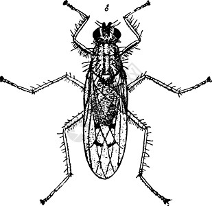 Dung Fly 古董插图图片