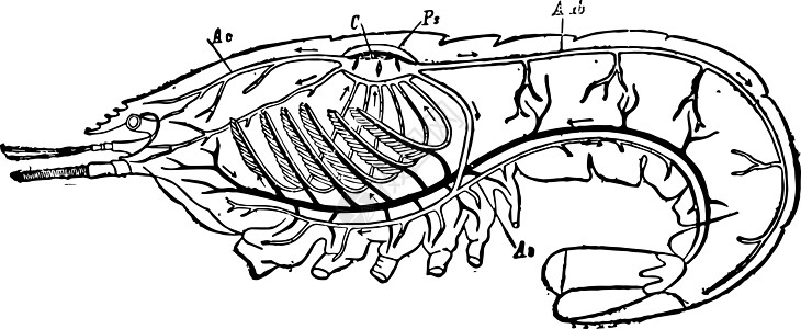 龙虾年久光球的循环和呼吸系统;图片