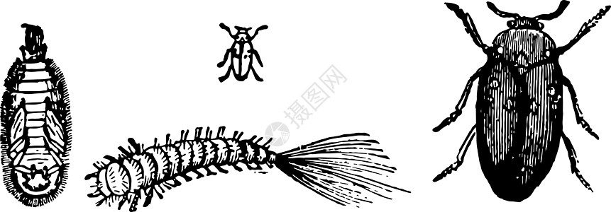 古代插图白色皮货商损害雕刻艺术黑色绘画图片