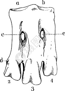 企鹅复古插图的左前跗骨图片