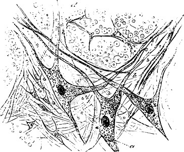 脊髓复古插图的灰质图片