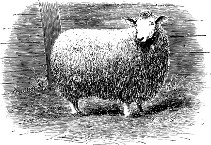 交叉养羊古代插图图片