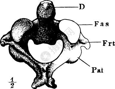 轴心是第二子宫颈白喉老古代插图图片