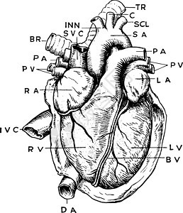 心脏陈年解剖插图背景图片
