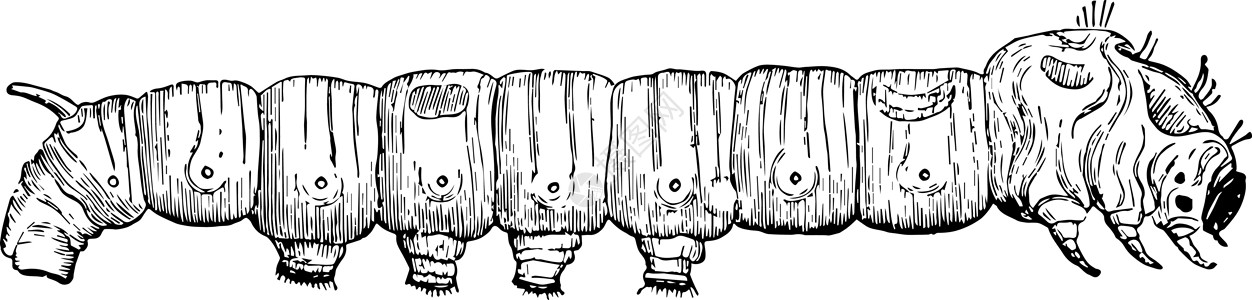 第五年龄的丝虫老古董插图背景图片