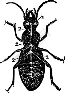 甲壳类陈年插图神经系统图背景图片