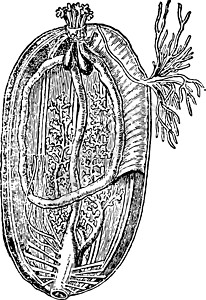 海黄瓜内部视图 旧式插图图片