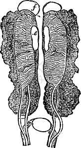 男性 Uro生殖器官陈年插图图片