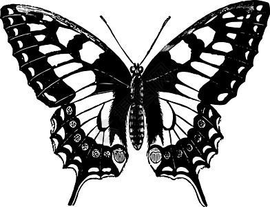 燕尾蝴蝶古董插图图片