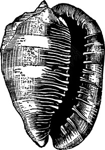 古代插图白色绘画黑色艺术雕刻图片