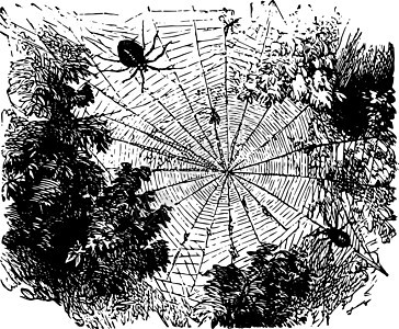 花园蜘蛛复古它制作图案图片