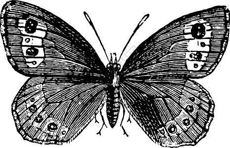 Erebia 欧大利古典插图背景图片