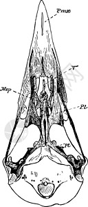 乌鸦古代插图的骨骼图片