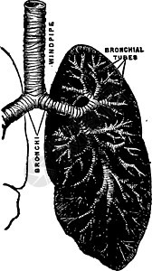 呼吸机制古老图解说明背景图片