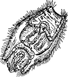 古代插图雕刻管状家庭艺术黑色绘画白色图片