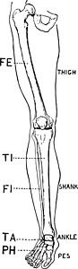 人类腿( Front View) 古代插图图片