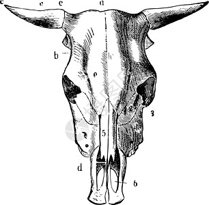 Ox Skull 古董插图图片