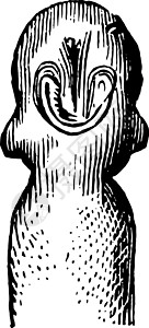 发育中的蝌蚪头复古插画图片