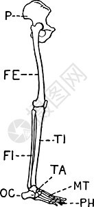 人体腿侧视图复古它制作图案图片