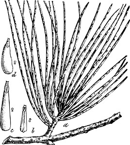 松针缩放旧插图图片