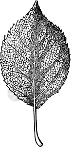 插图 注解 Vein Leaf 树叶古代插图图片