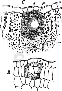 Leaf Gland 古董插图图片