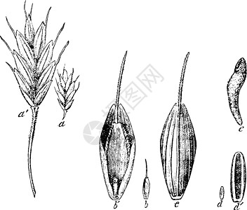 草籽古代插图图片