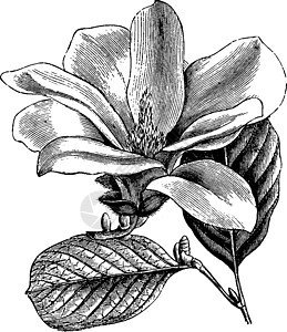 古老的花和叶图雕刻白色艺术绘画黑色插图玉兰图片