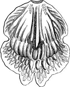 古董插图家庭拉丁掌属黑色兰花植物仙人艺术雕刻绘画图片