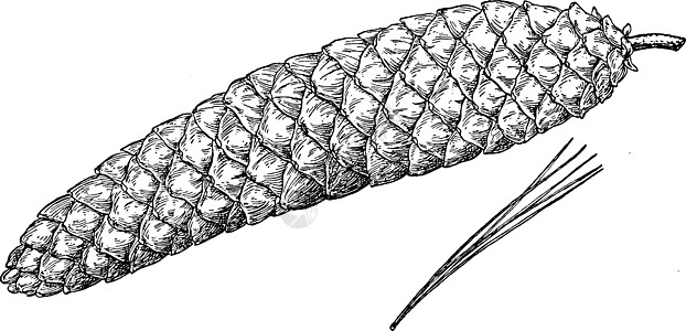 甘糖松树古典插图的松果骨图片