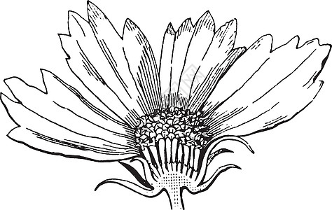 金鸡菊 花 菊科 家庭 切 部分复古错觉图片