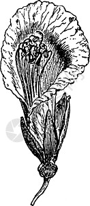 植物学 Eperua 大花 花 萼片复古它制作图案图片