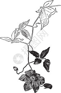 陈年插图双色高度植物雕刻树叶花瓣黑色绘画艺术白色背景图片