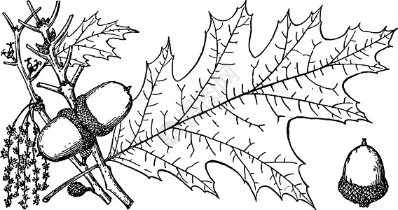 北红橡树古代插图的分支图片