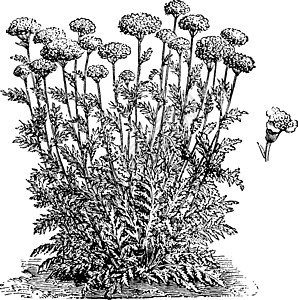 Achillea 紫茎泽兰花复古插画图片