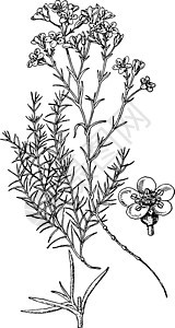 古代插图植物雕刻白色艺术五谷杂粮树叶花瓣绘画黑色大花图片