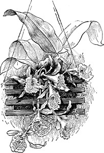 历史插图白色植物树叶黑色雕刻艺术绘画图片