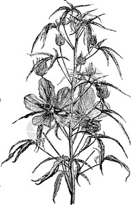 陈年插图的花流处雕刻白色叶子植物花瓣绘画球藻黑色艺术图片