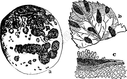 古董插图黑色孢子水果艺术白色绘画叶子雕刻图片